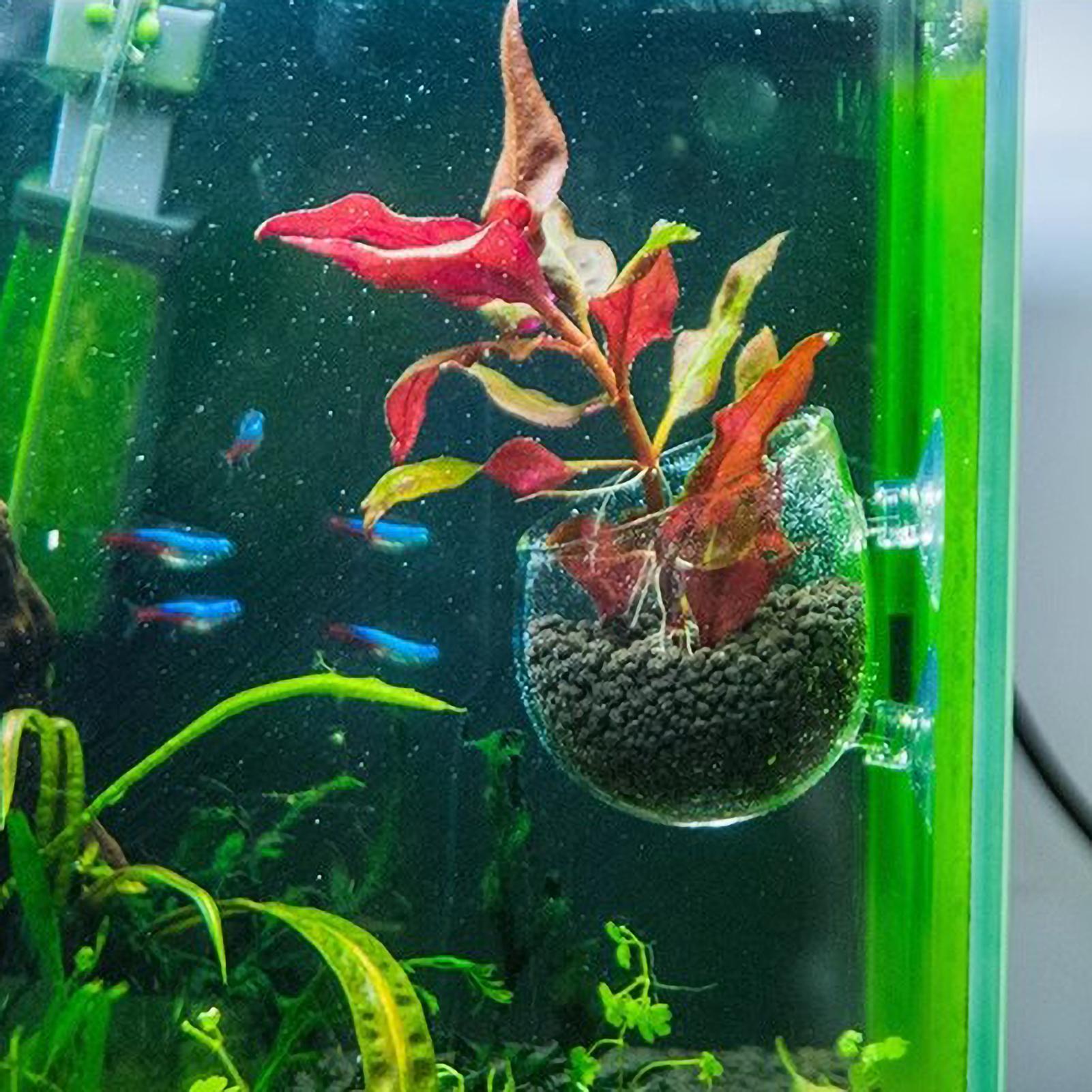Aquarium Plant Holder Glass Aq - Marine Aquarium Live ulasan dan harga